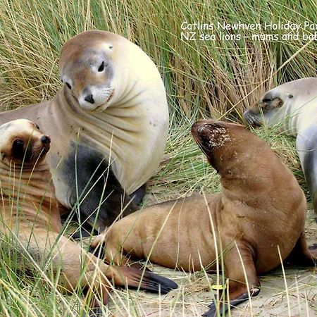 Catlins Newhaven Holiday Park Owaka エクステリア 写真