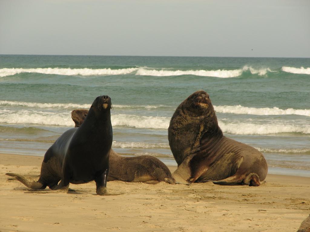 Catlins Newhaven Holiday Park Owaka エクステリア 写真