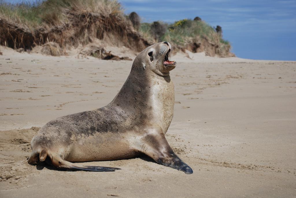 Catlins Newhaven Holiday Park Owaka 部屋 写真